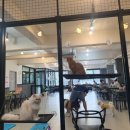 퍼펫 애견카페 이미지