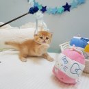노블랙돌 | 광교고양이책임분양 브리티쉬숏헤어분양 성격과 특징을 알아볼까요?
