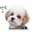 품에 | 강아지 산책 훈련교육 참여후기(서대문 내품에센터 산책교실)