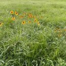 바람의노래 이미지