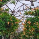 토브하우스커피3 | 서울 근교 여름 꽃 부천 능소화 명소 추천 부천중앙공원과 토브하우스커피3