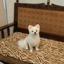 방울이네 펫살롱 이미지