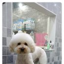 뽀송 이미지