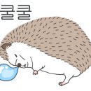 와우펫앤쥬 이미지