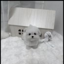 강아지분양 고양이분양 멍앤냥 수원점 네이버블로그