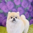 꿈꾸는 댕 이미지