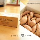 헤르시나 | [이벤트발표/농부이야기] 농부이야기의 해남 황토 밤고구마 체험하실 분들 발표합니다.
