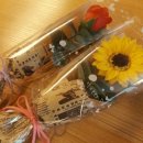 아리스타타 이미지