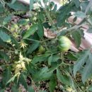 둘리 농장 이미지