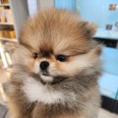 306 퍼피 이미지