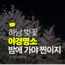 신평초등학교 | 하남 벚꽃 명소 | 밤이 더 예쁜 신장동 벚꽃길 야경 완벽 정리