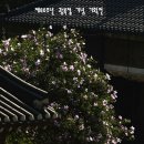 제80주년 광복절 기념 기획전 문화유산 사색(寫色) 120년의 향기, 강릉 방동리 무궁화 최용백 사진전 이미지