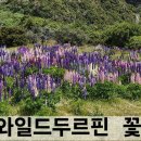 만년설인 국립공원 쿡 산 아래 자연 꽃밭 이미지