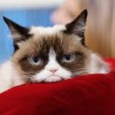 469) 20190525_Grumpy Cat Obit 이미지