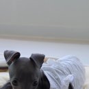 하운드펫 이미지