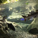 아쿠아플라넷 제주 이미지