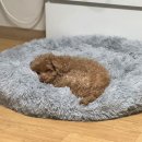 견생템 | 멍멍집사 숨숨 COZY 강아지 방석 견생템 찾은 후기