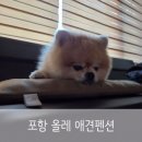 올레애견펜션 이미지