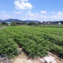 산울림농장 이미지