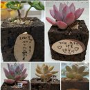 꿈꾸는북라이크작은도서관 이미지