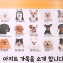 댕댕이아지트 이미지