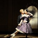 까멜리아 이미지