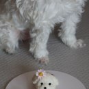 진주 강아지 케이크 MYPS 콩이 전신 입체 케이크