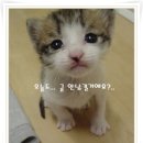 ☆º─+모란이 필때쯤 정읍 산내에서..!! 이미지