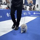 퍼피리트(PUPPY LIT) 이미지