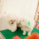 강아지고양이악세사리&미용