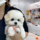 귀여몽 | 구리애견분양 귀여몽에서 우리 찜콩이 만났어요