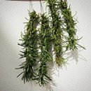 로즈마리 스머지스틱 만들기 이미지