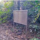 선흘리 백서향 및 변산일엽군락 이미지