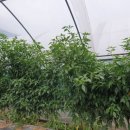 팔봉농원 이미지