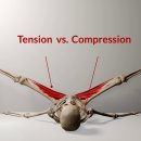 스트레칭이 안 되는 진짜 이유? 긴장(Tension)과 압박(Compression)의 차이 이미지