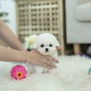 뽀송뽀송 이미지