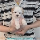 주식회사 퍼피댕 강아지분양 고양이입양 안심분양소 대전본점 | 군산강아지입양 안심분양소 퍼피댕