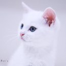 두리두리헤어 네이버블로그