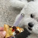 댕푸링 네이버블로그