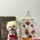 오월의 그루밍 이미지