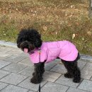 강아지패딩 겨울옷 특허 디자인 멀로 애견패딩 소형견 착용 후기