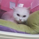 묘묘 고양이 미용실 이미지