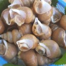 싱싱푸드 이미지