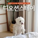 이불 속 댕댕이 | [숙소] '디오션스테이' 영종도 애견동반 오션뷰 숙소 추천