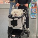 라브리드 | 스타필드 고양 강아지 유모차 대여 방법🐶 애견동반 가능 매장 정리