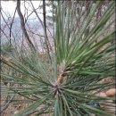 솔잎농장 이미지