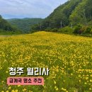 월리사 - 청주시 상당구 | 청주 월리사 금계국 개화 현황 _ 여름 꽃구경 추천