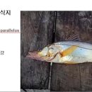 179 팻스눅 Fat Snook 이미지