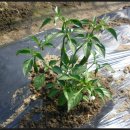 동연농장 이미지