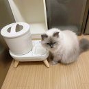 정수기마트 | 고양이 정수기 퓨어나인S9 내돈내산 사용후기